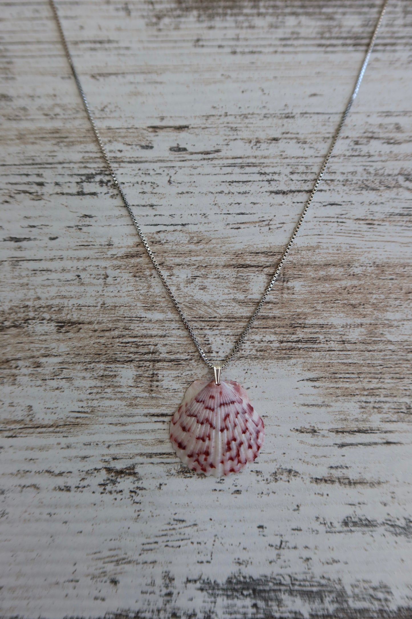 Dainty Seashell Necklace