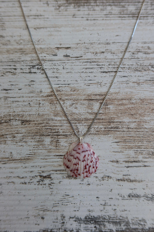 Dainty Seashell Necklace